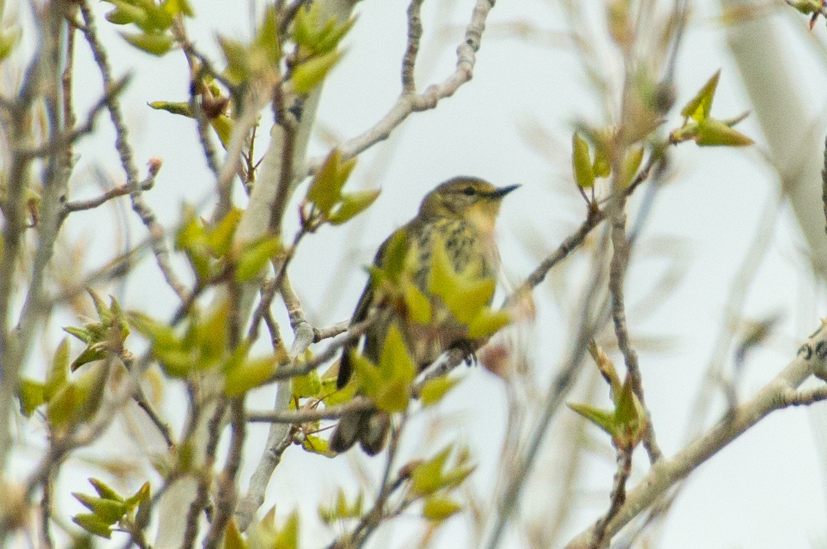 Cape May Warbler - ML618857996