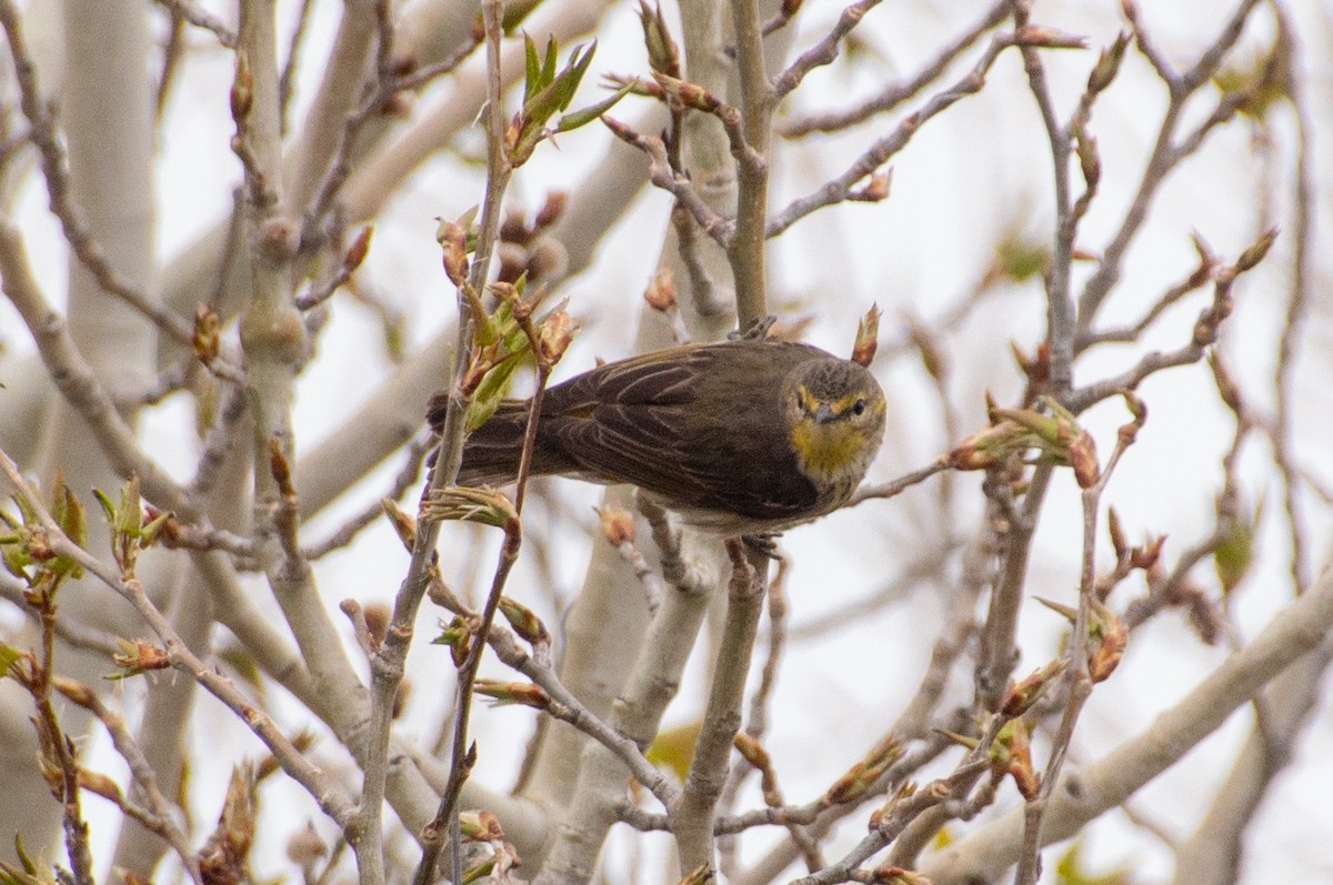 Cape May Warbler - ML618857997