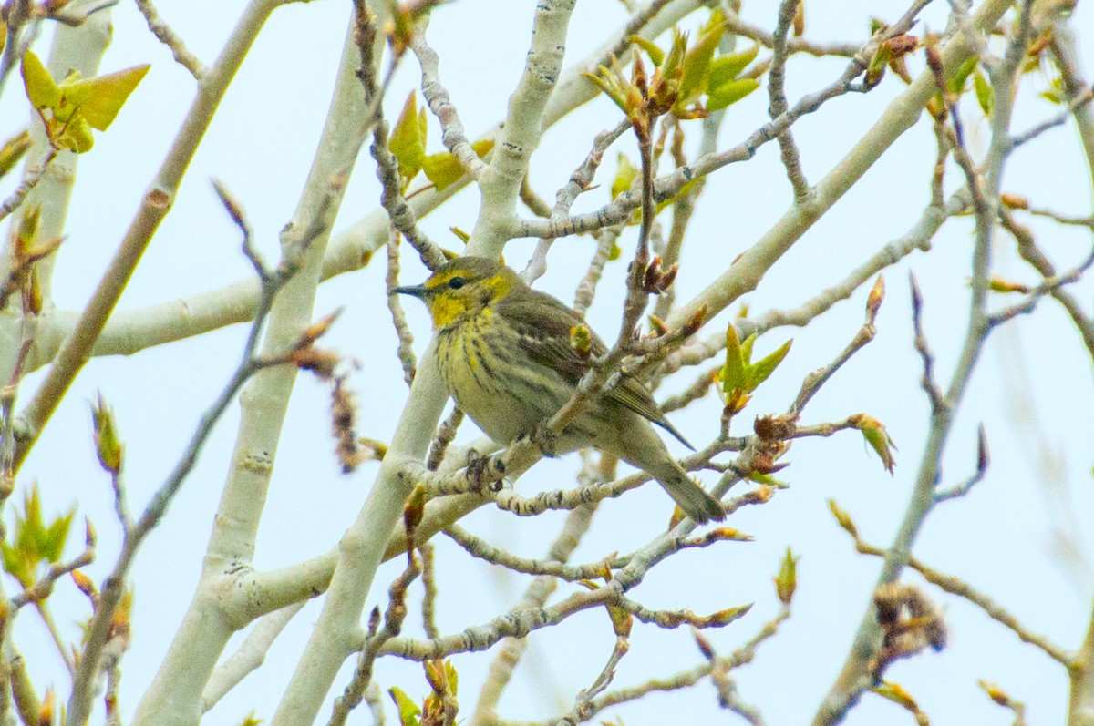 Cape May Warbler - ML618857998