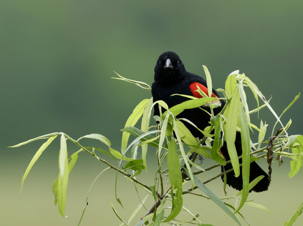 Red-winged Blackbird - ML618858004