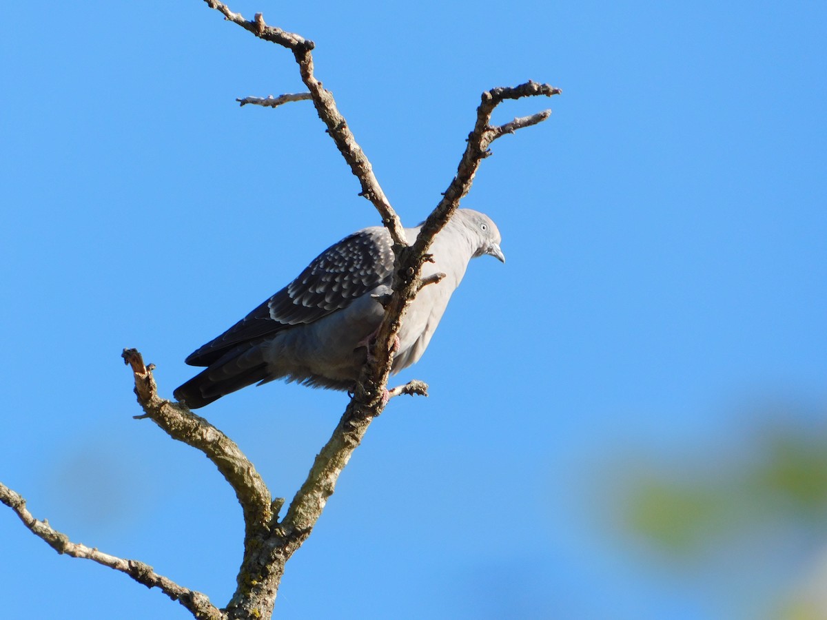 Spot-winged Pigeon - Dana Melisa Piedrabuena
