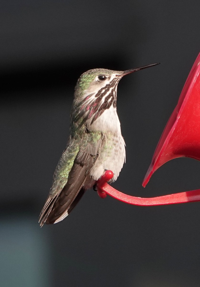 Calliope Hummingbird - ML618858017