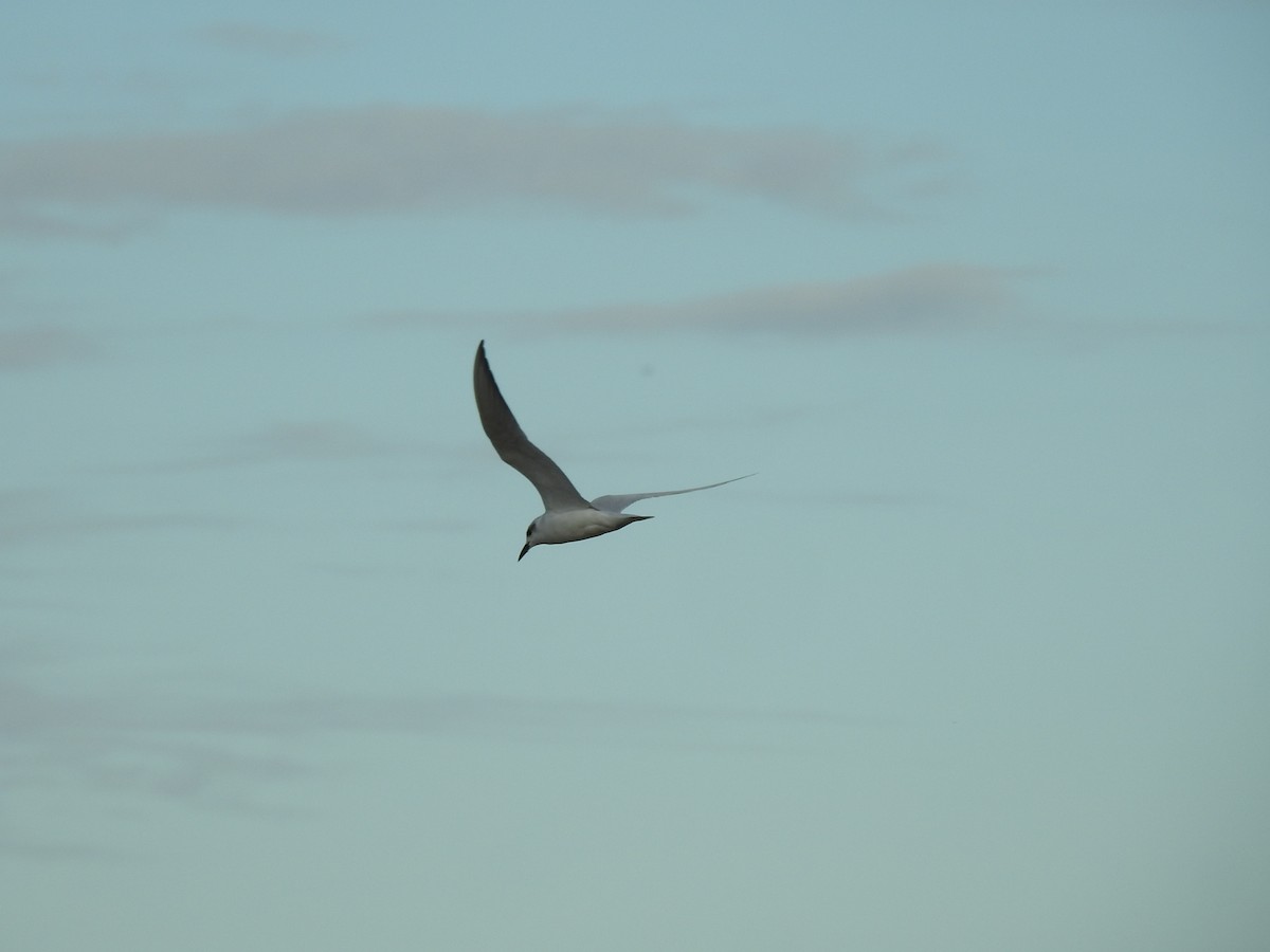 Gull-billed Tern - Mario Casadei