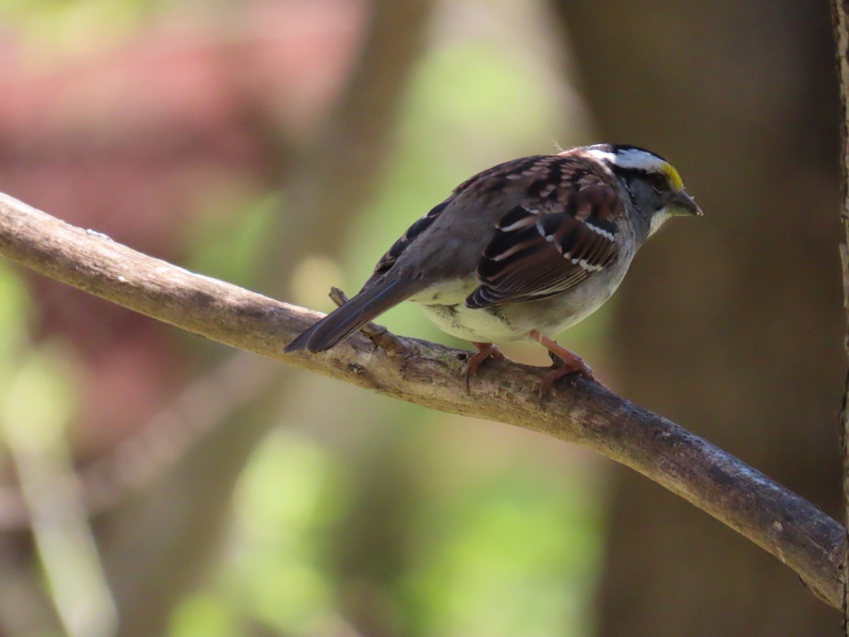 White-throated Sparrow - Cathie Ferguson