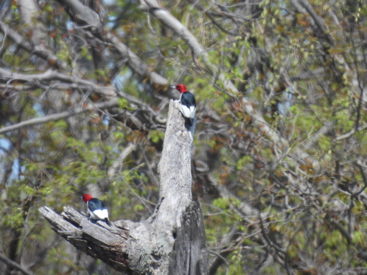 Red-headed Woodpecker - ML618858090