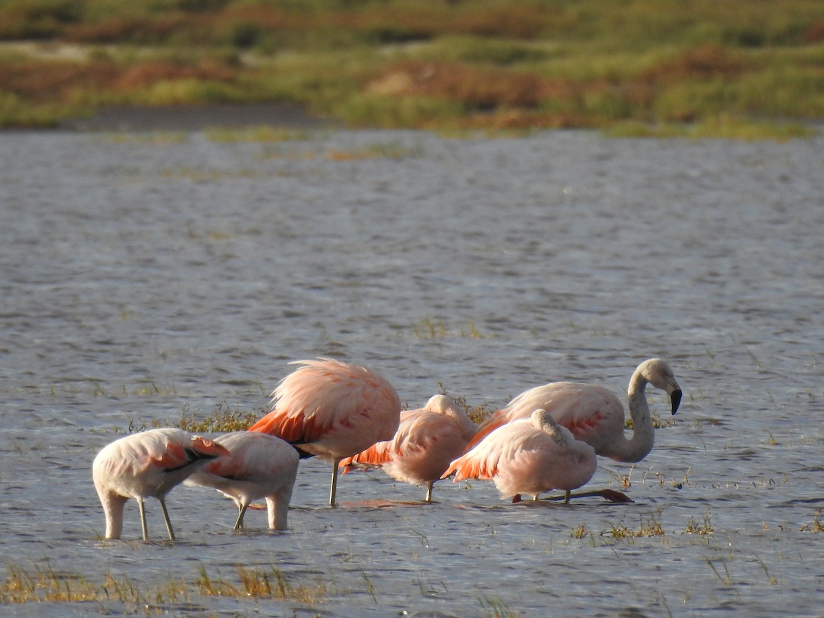 Chilean Flamingo - ML618858100