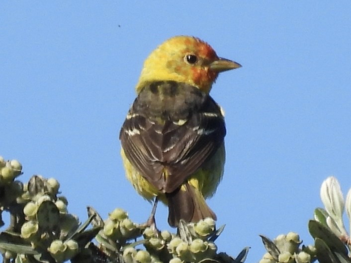 Western Tanager - ML618858140