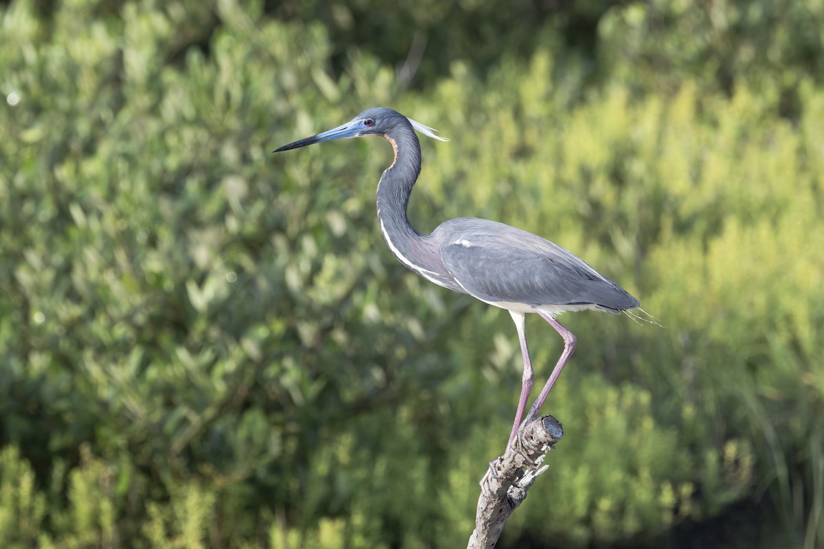 Tricolored Heron - Barry Bruns