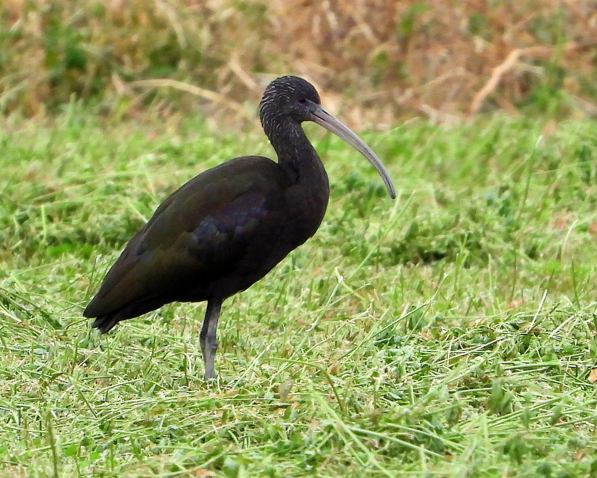 White-faced Ibis - Julián Tocce