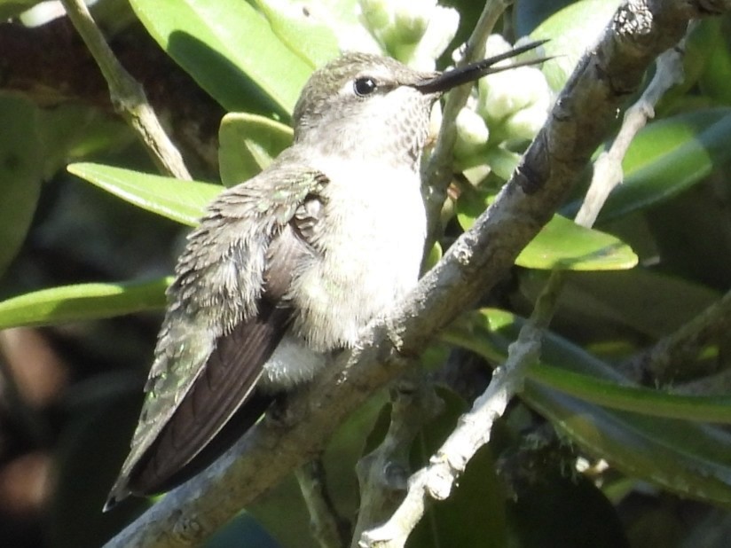 Anna's Hummingbird - ML618858193