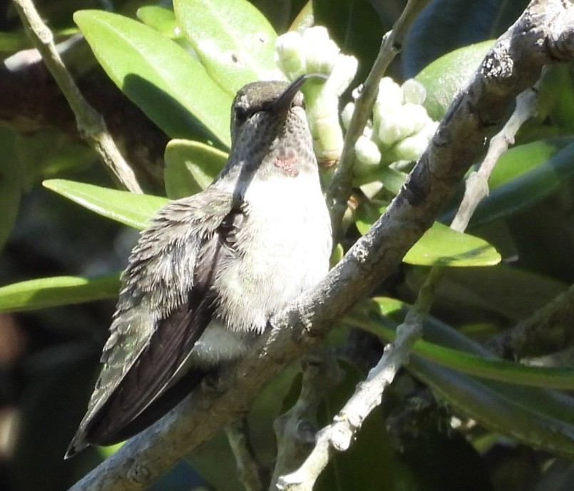 Anna's Hummingbird - ML618858194