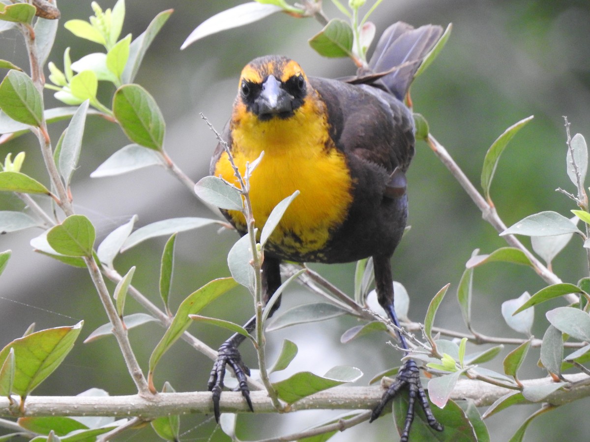 Yellow-headed Blackbird - David Rios