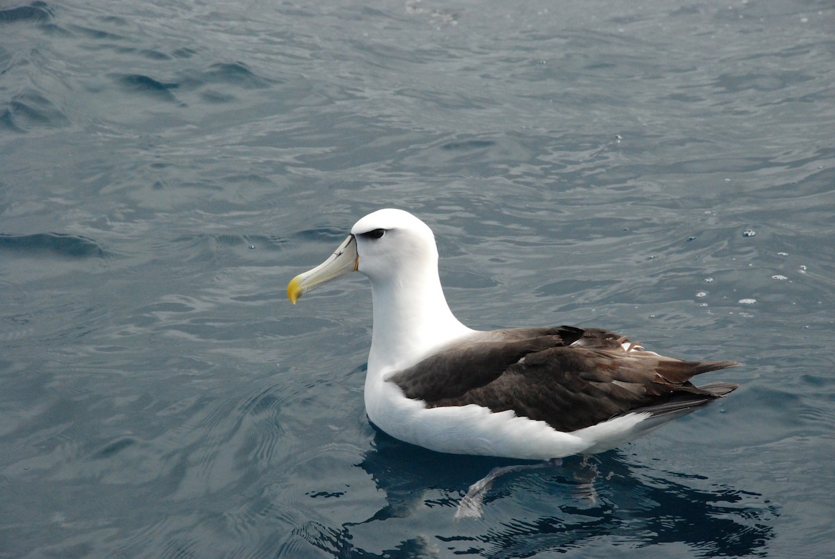 White-capped Albatross (steadi) - Andrew Plant