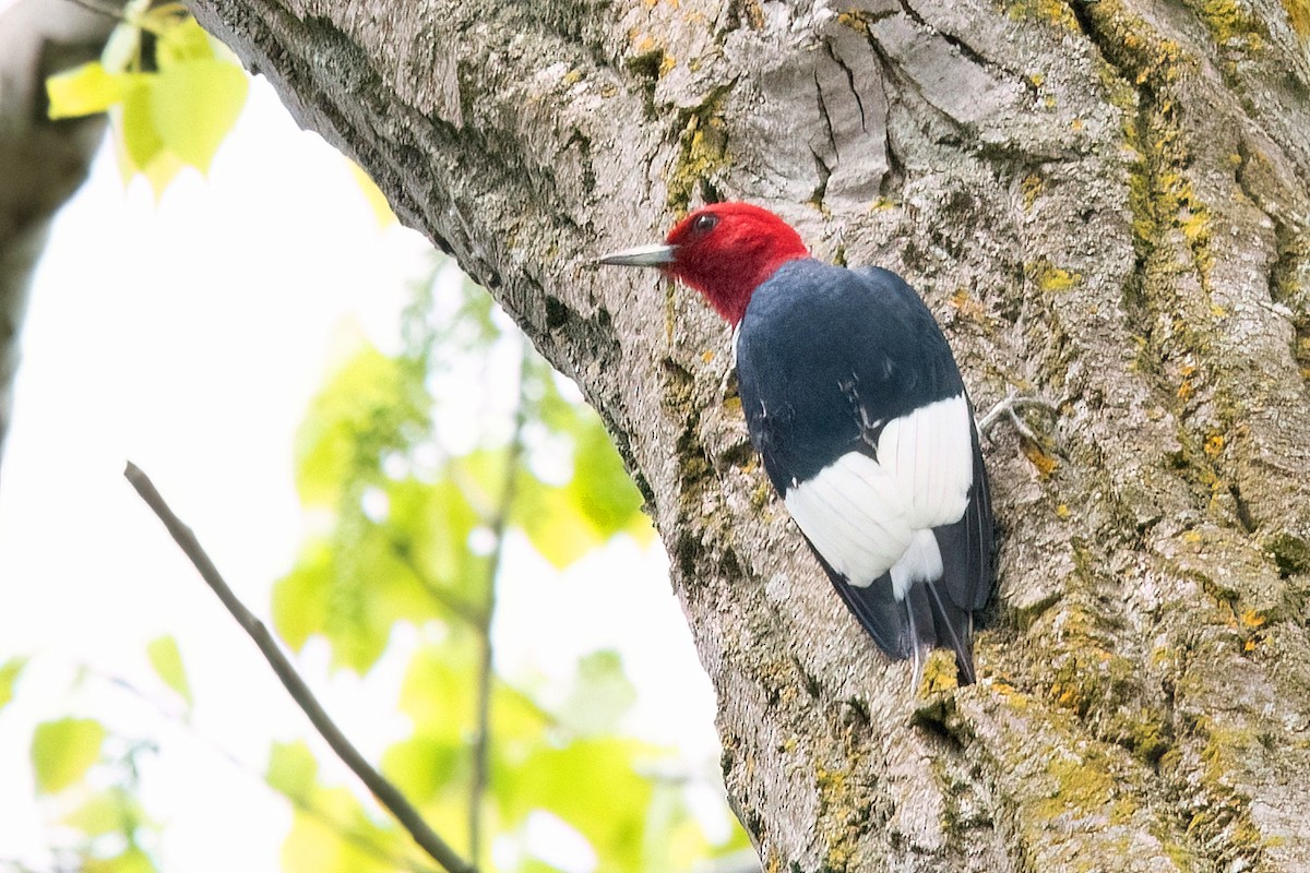 Red-headed Woodpecker - ML618858233