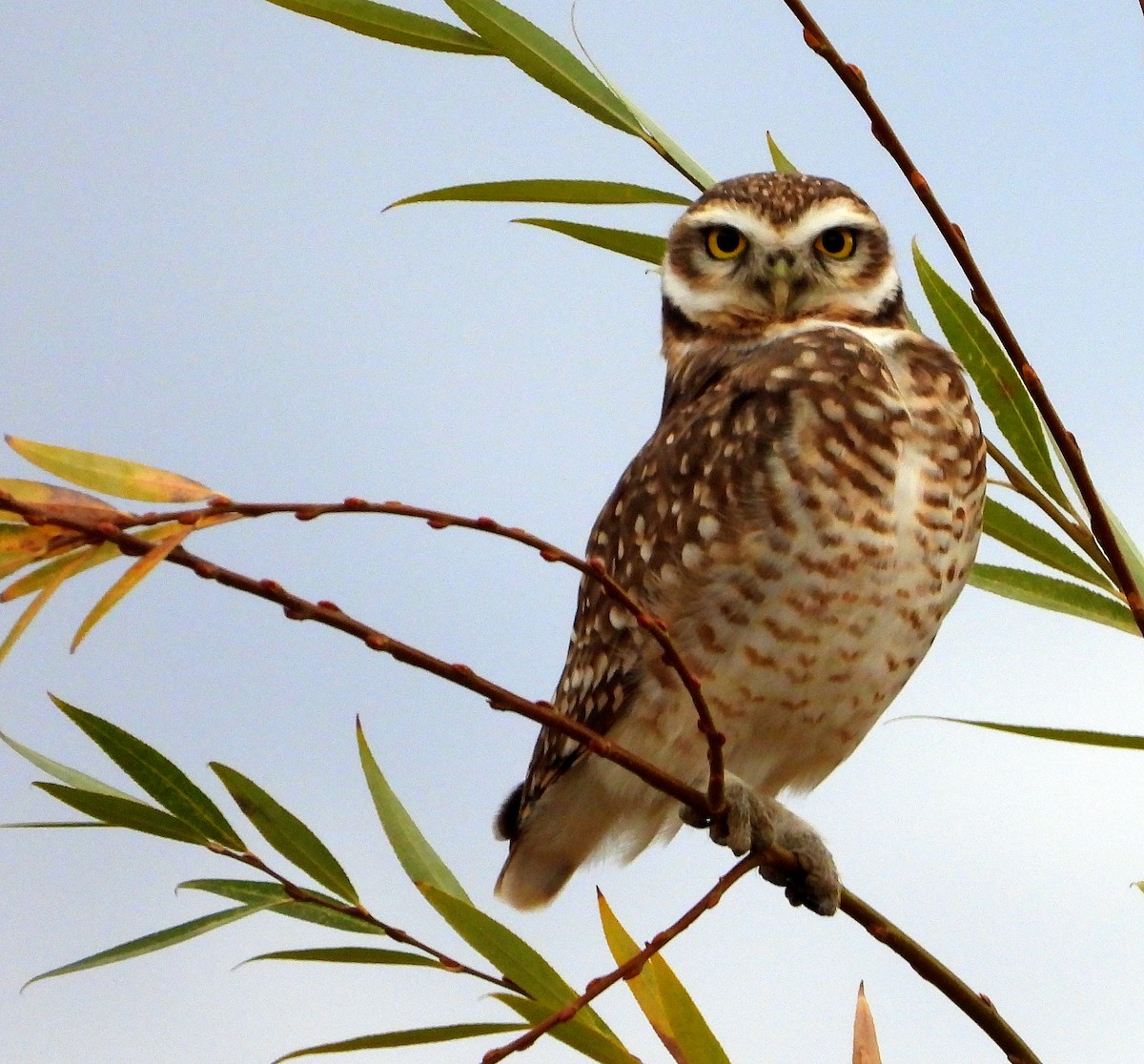 Burrowing Owl - ML618858235