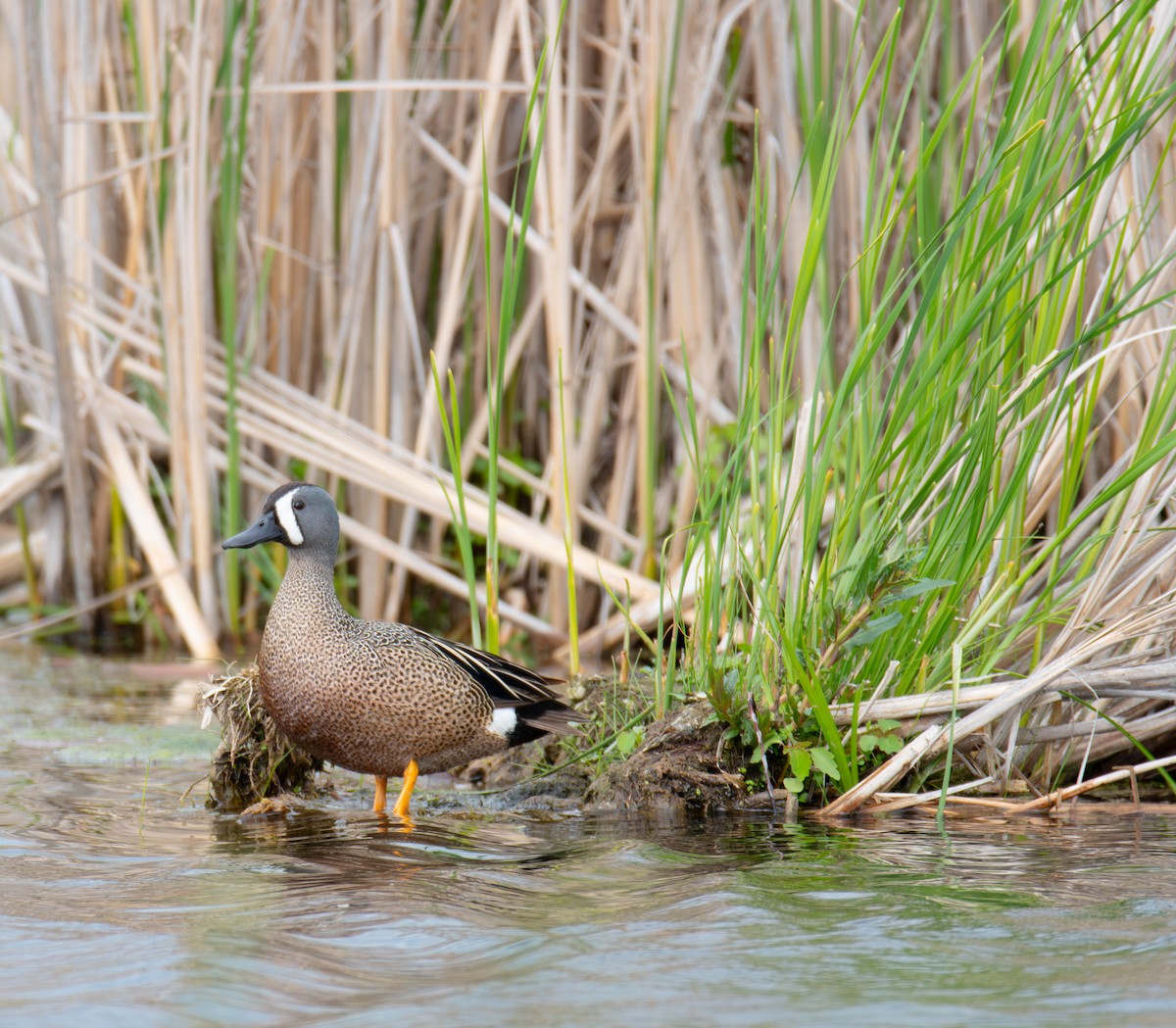 Blue-winged Teal - Larry Tippett