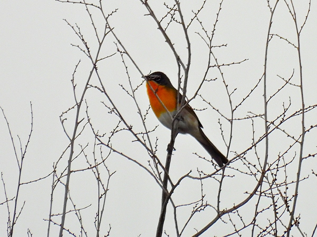 Yellow-breasted Chat - ML618858269
