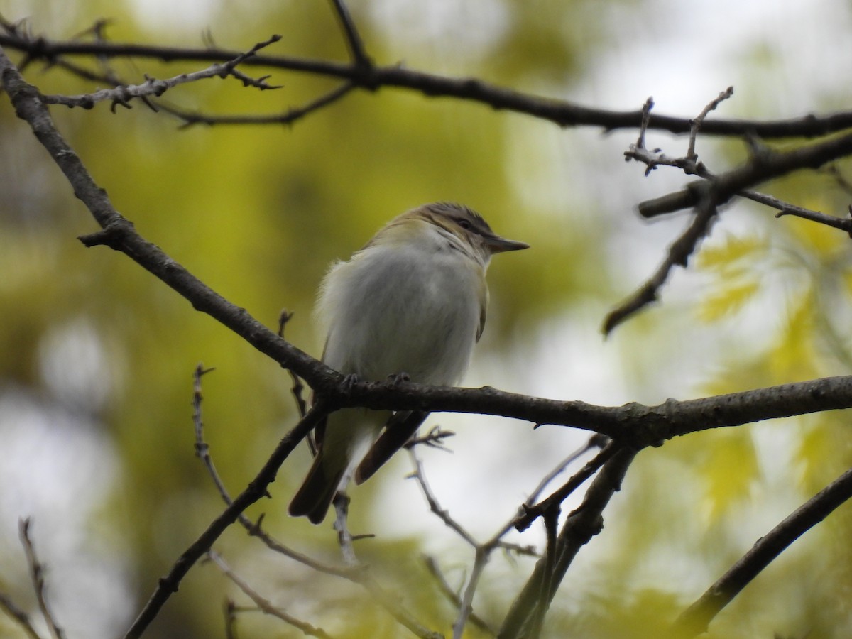 Red-eyed Vireo - Kristina Beeby Curtis