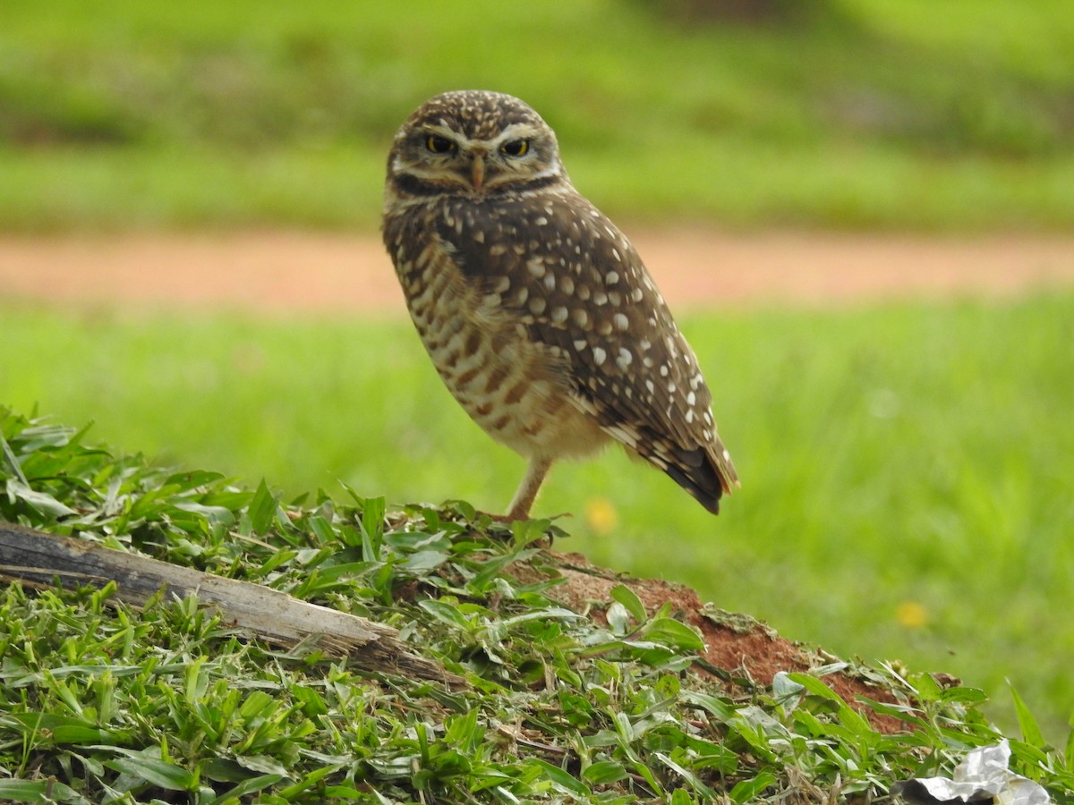 Burrowing Owl - ML618858309