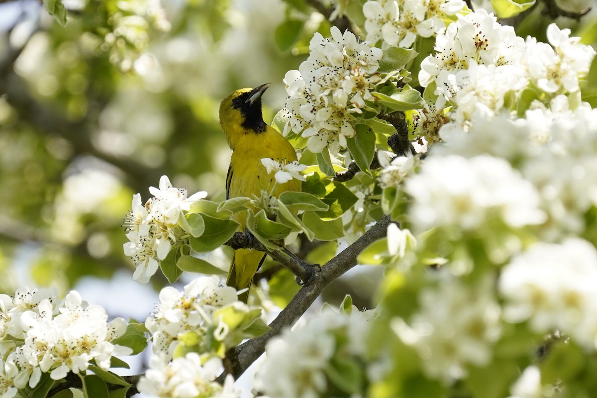 Orchard Oriole - ML618858326