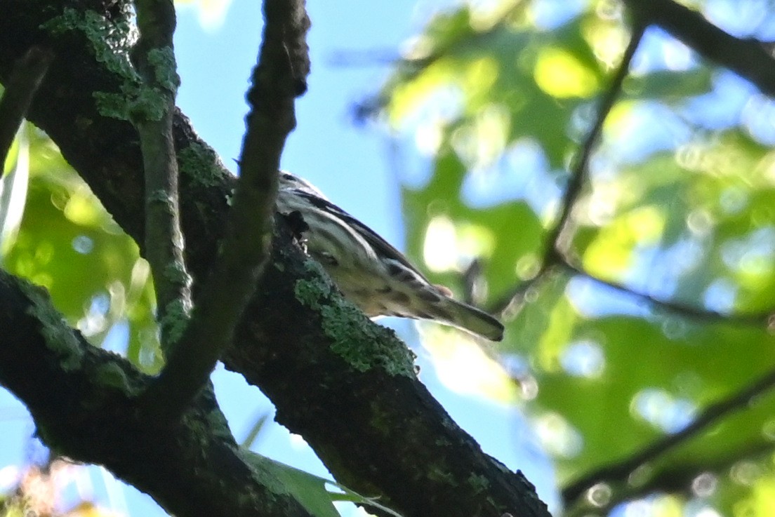 Black-and-white Warbler - ML618858337