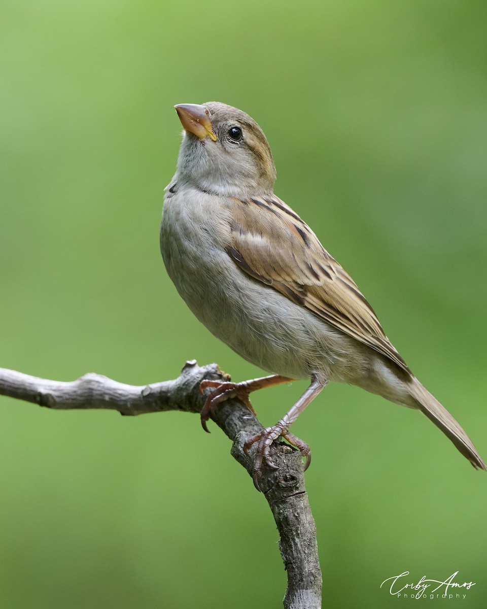 House Sparrow - Corby Amos