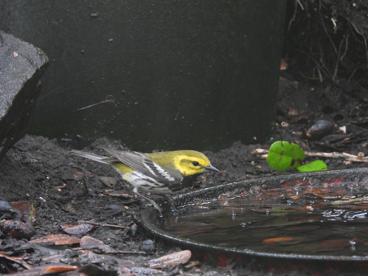 Black-throated Green Warbler - ML618858342