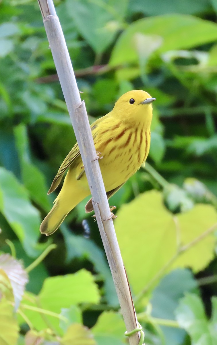 Yellow Warbler - Tom & Anna Leith
