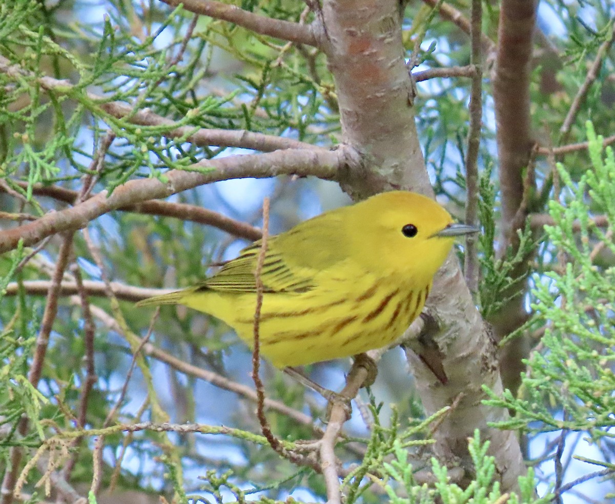 Yellow Warbler - Tom & Anna Leith