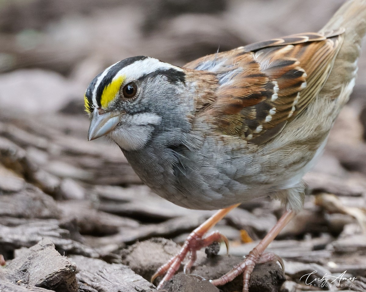 White-throated Sparrow - Corby Amos
