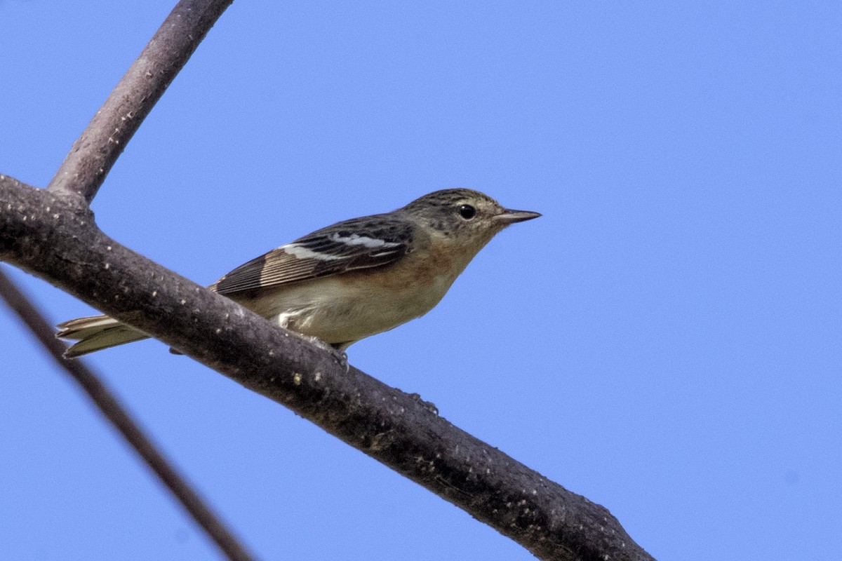 Bay-breasted Warbler - ML618858386
