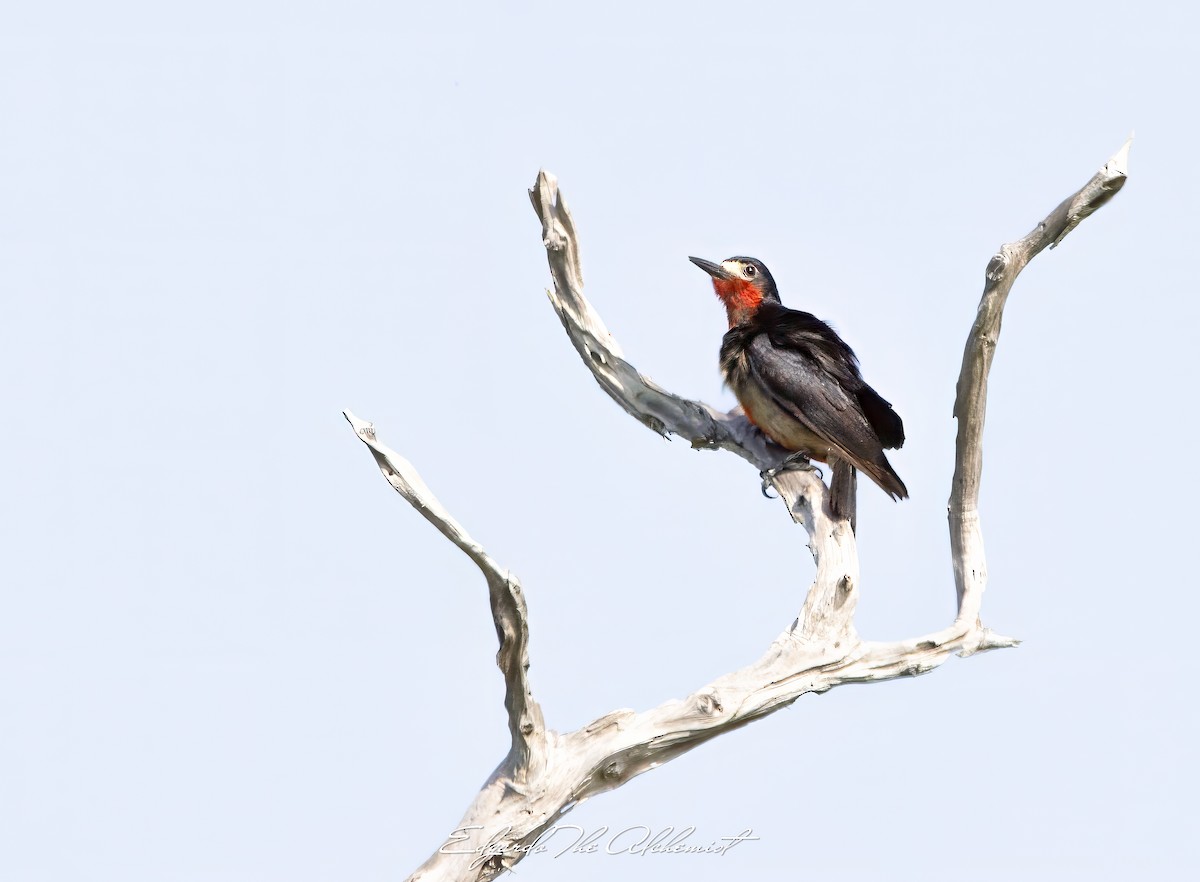 Puerto Rican Woodpecker - ML618858392