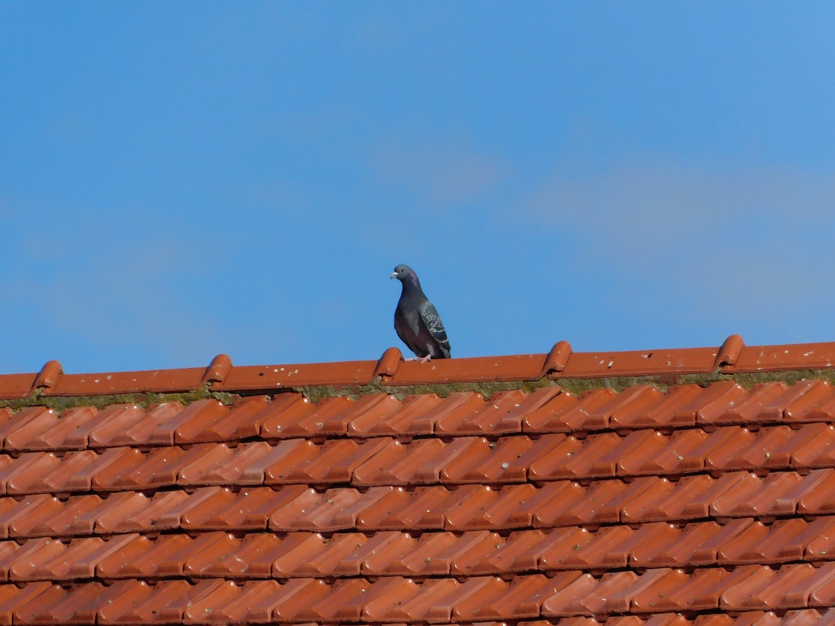 Pigeon biset (forme domestique) - ML618858414