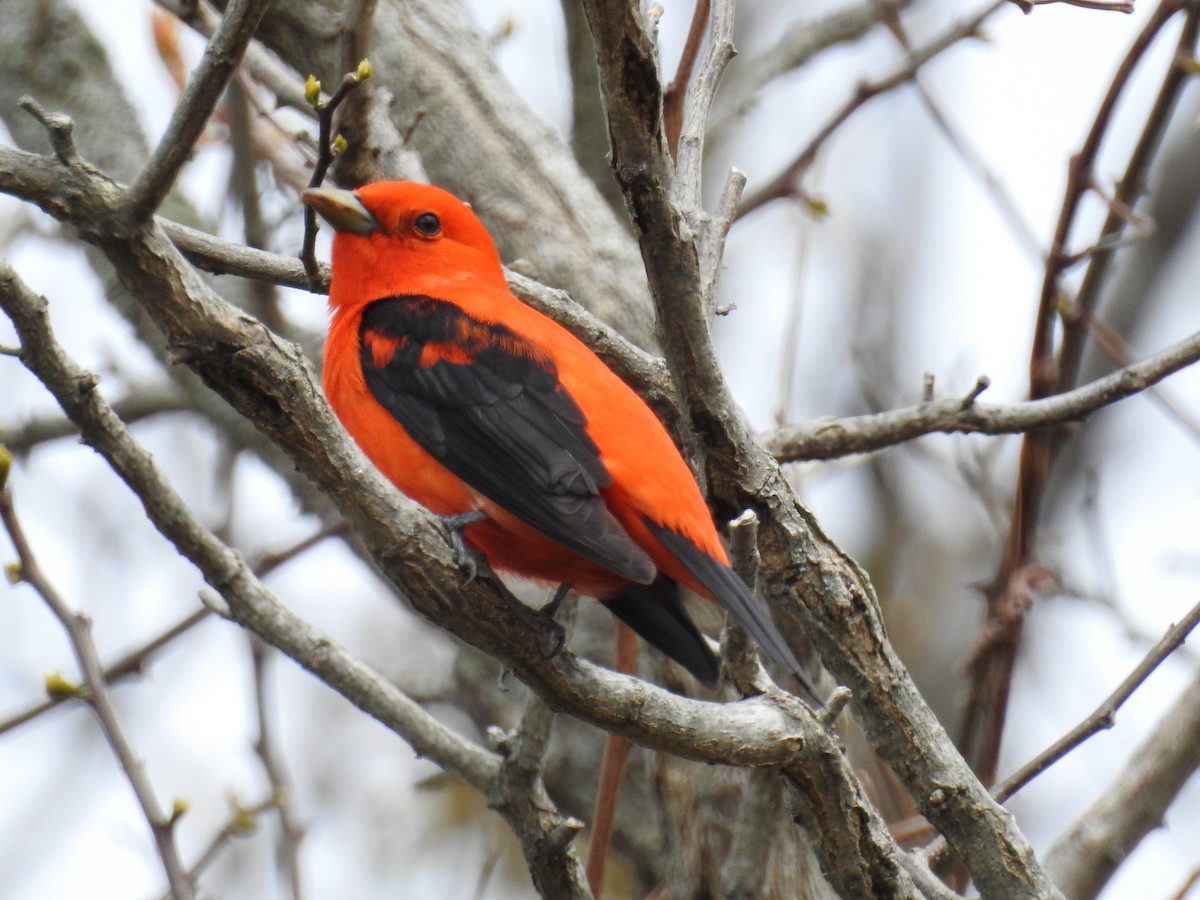 Scarlet Tanager - ML618858421
