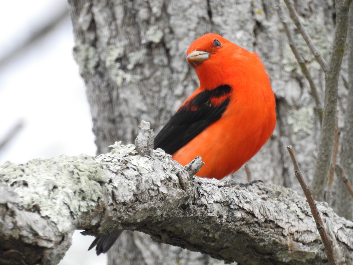 Scarlet Tanager - ML618858434