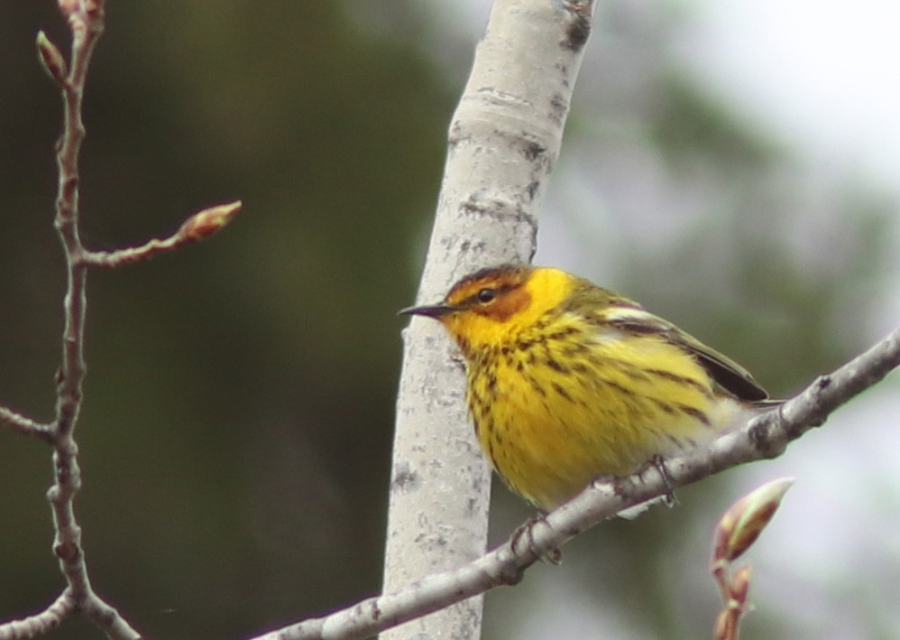 Cape May Warbler - ML618858436