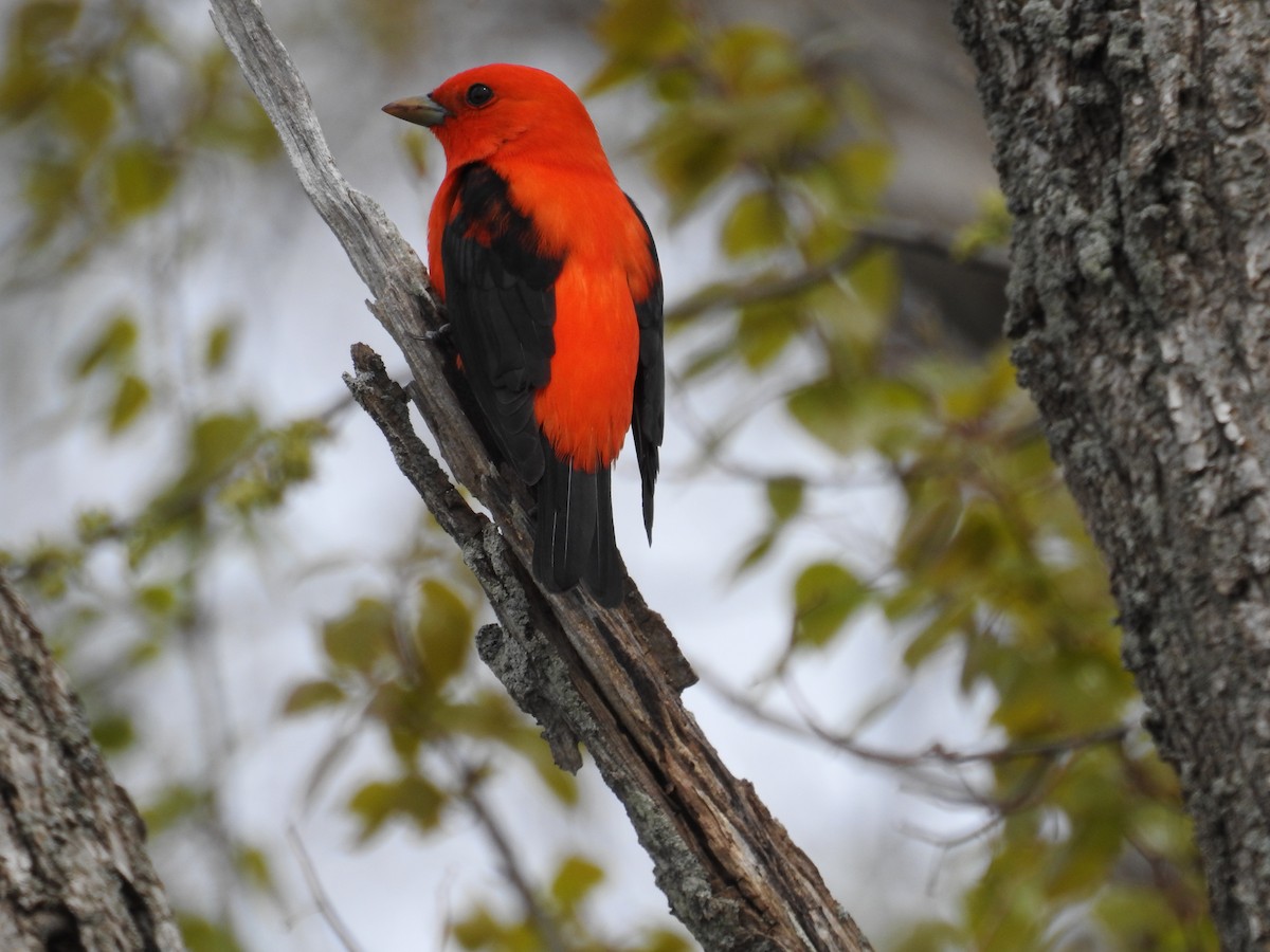 Scarlet Tanager - ML618858442