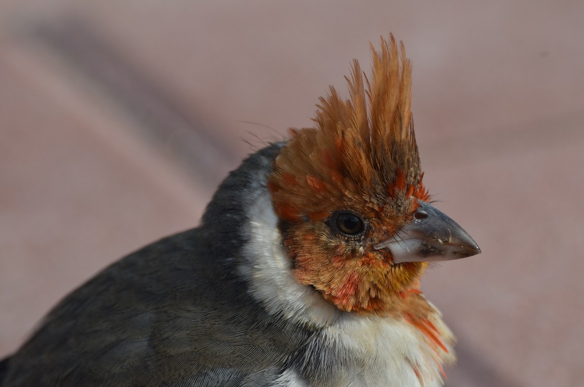 Red-crested Cardinal - ML618858443