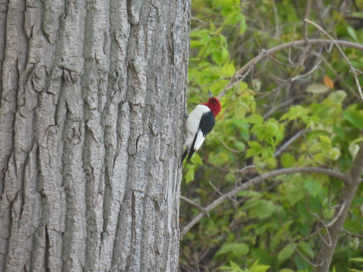 Red-headed Woodpecker - Jay Solanki