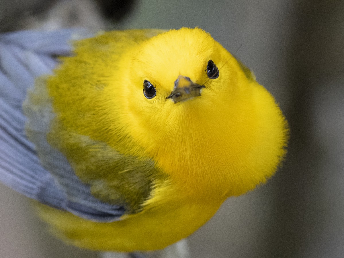 Prothonotary Warbler - ML618858461
