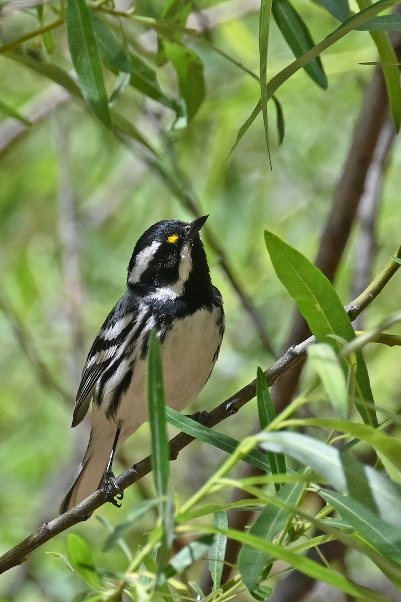 Black-throated Gray Warbler - ML618858462