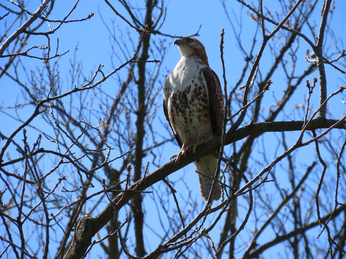 Red-tailed Hawk - ML618858464