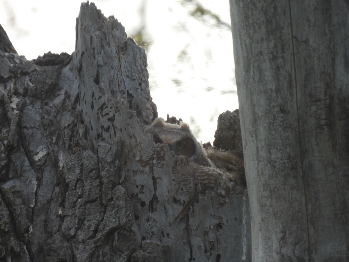 Great Horned Owl - ML618858477