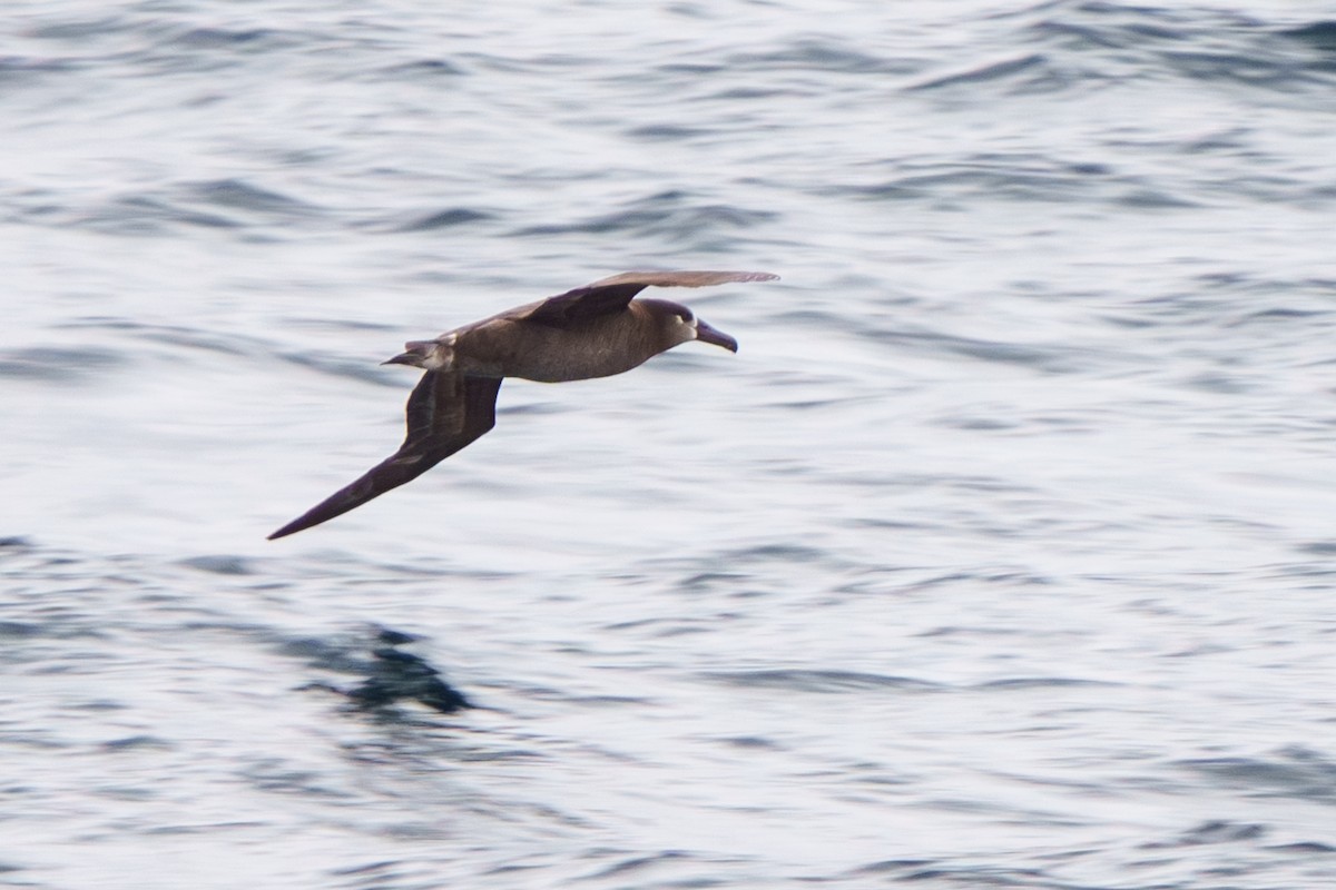 Albatros à pieds noirs - ML618858503