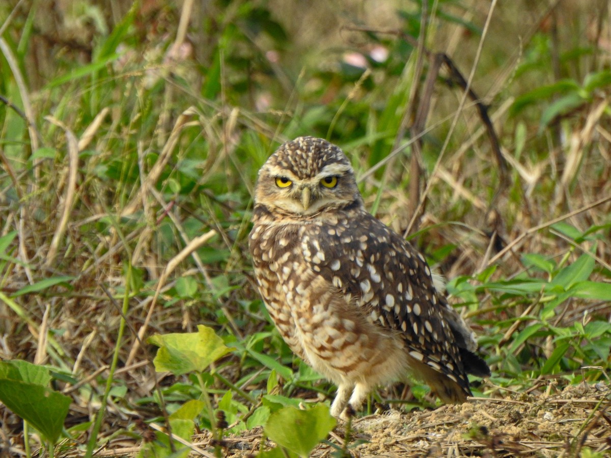 Burrowing Owl - ML618858518