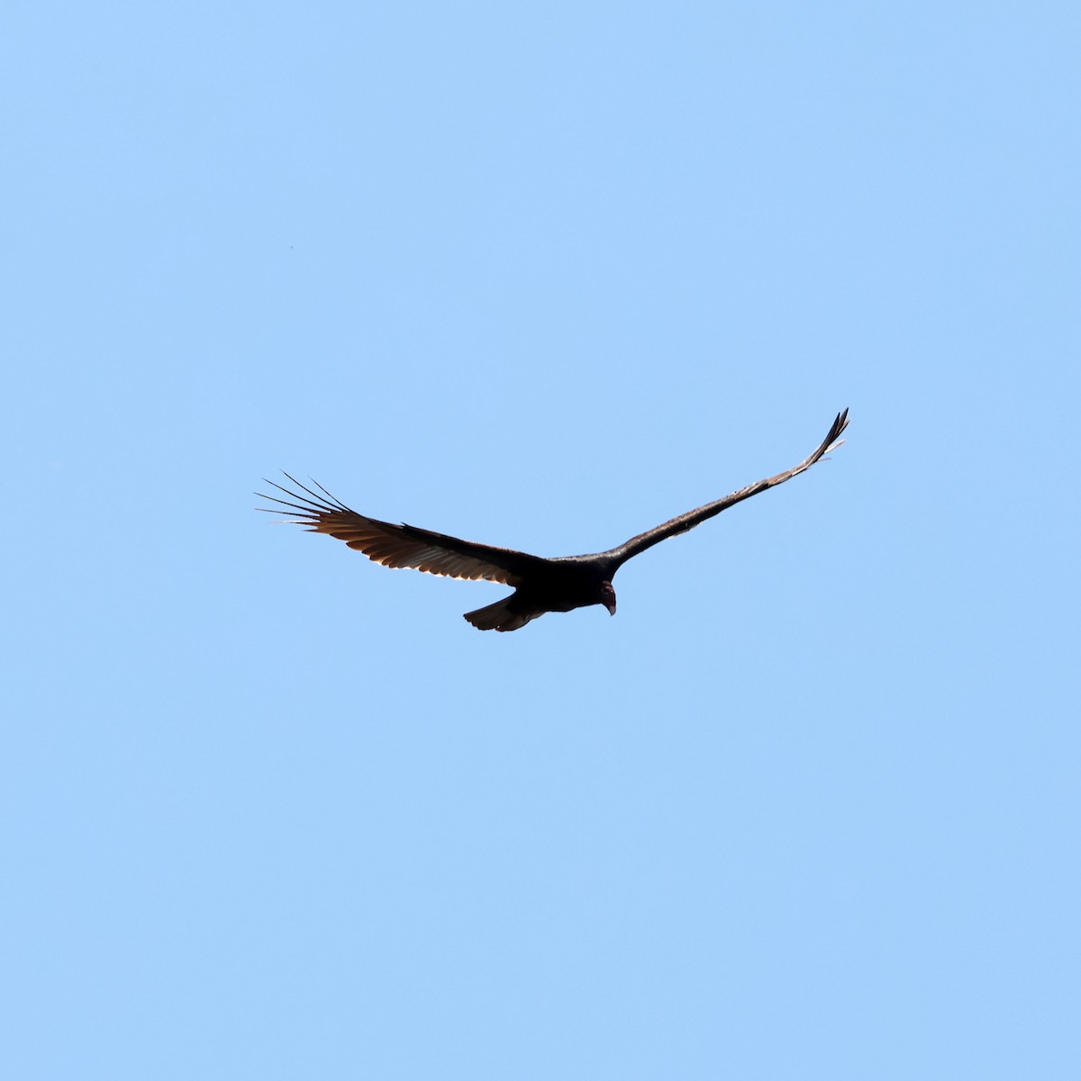 Turkey Vulture - ML618858528