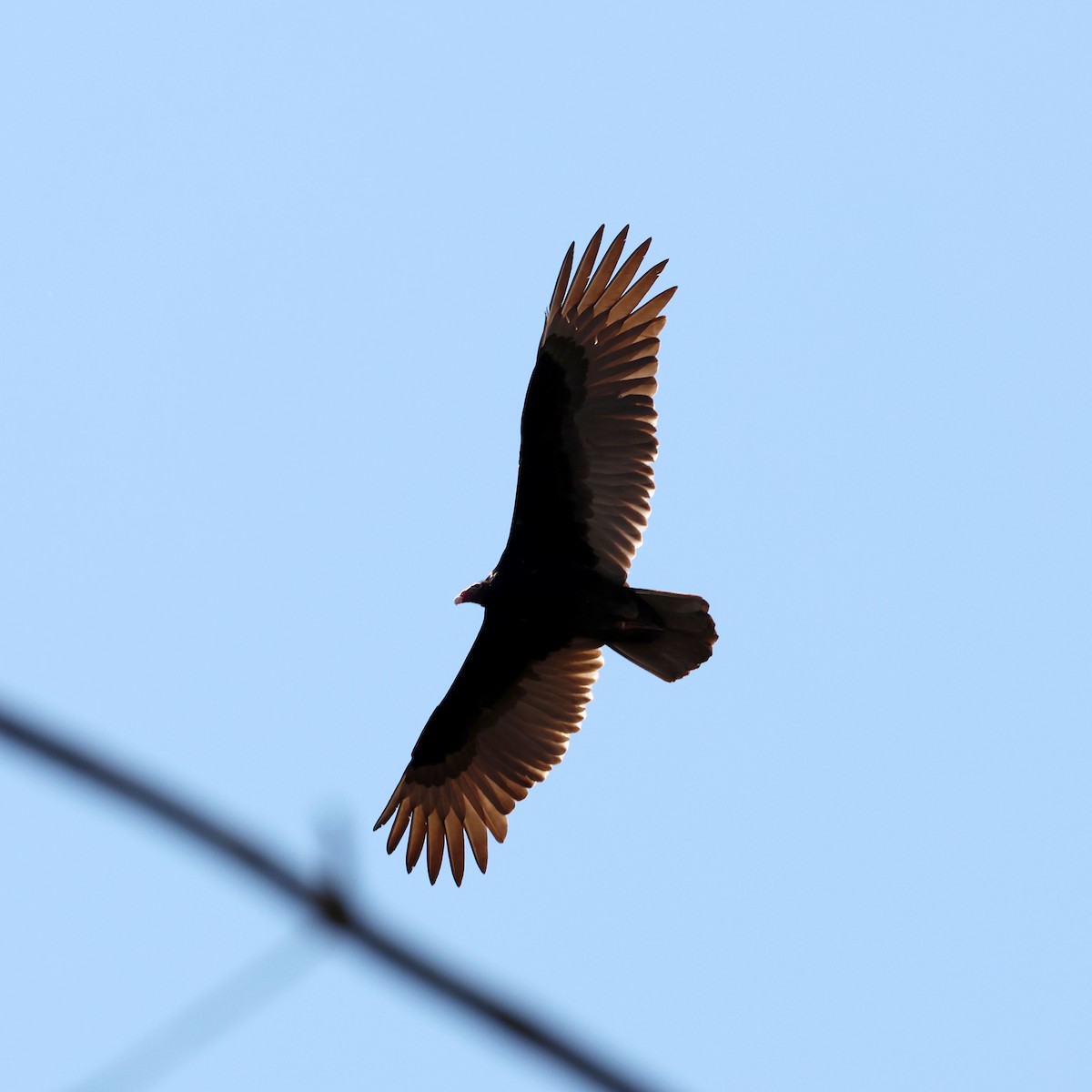 Turkey Vulture - ML618858529