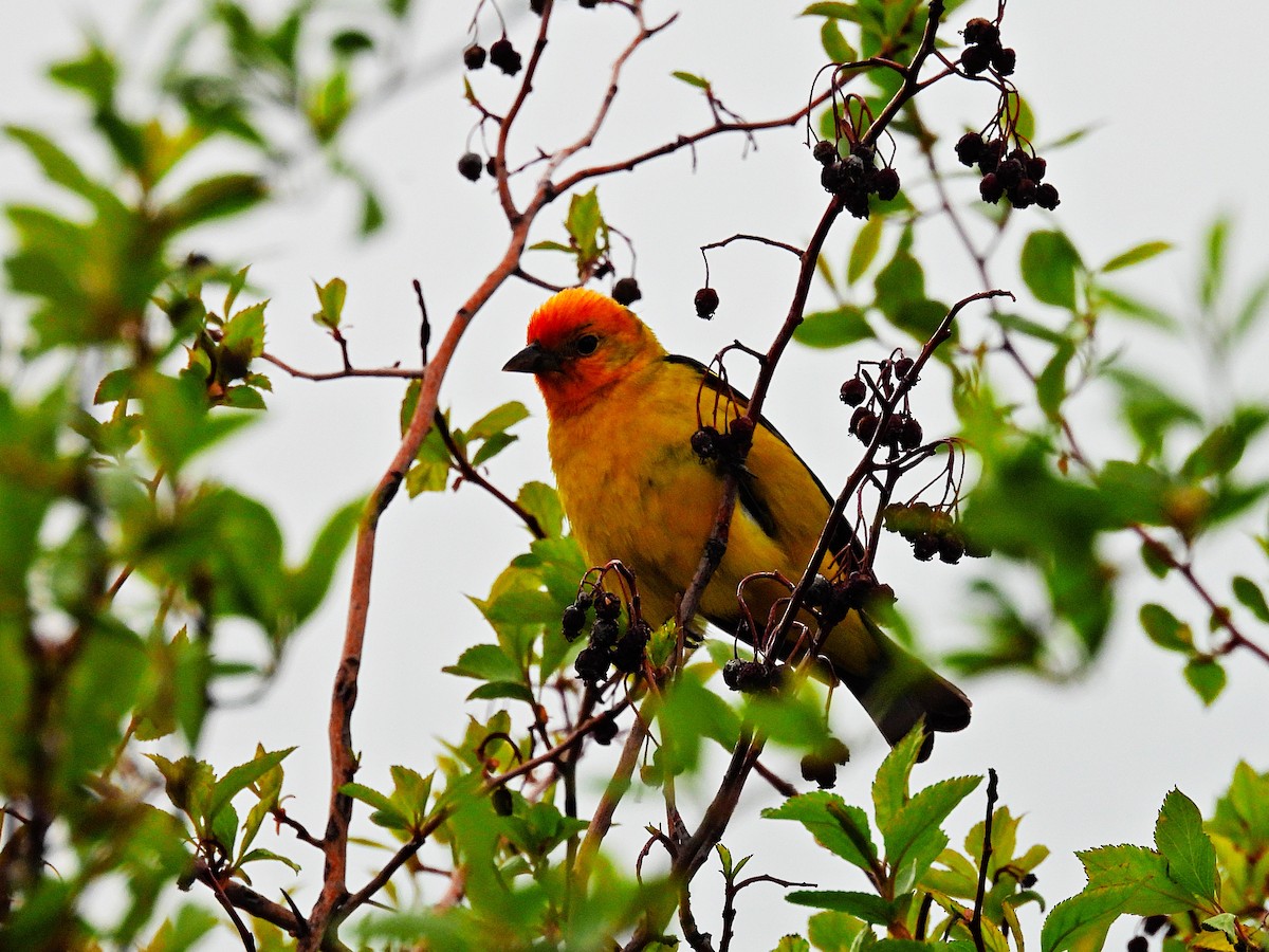 Western Tanager - ML618858534