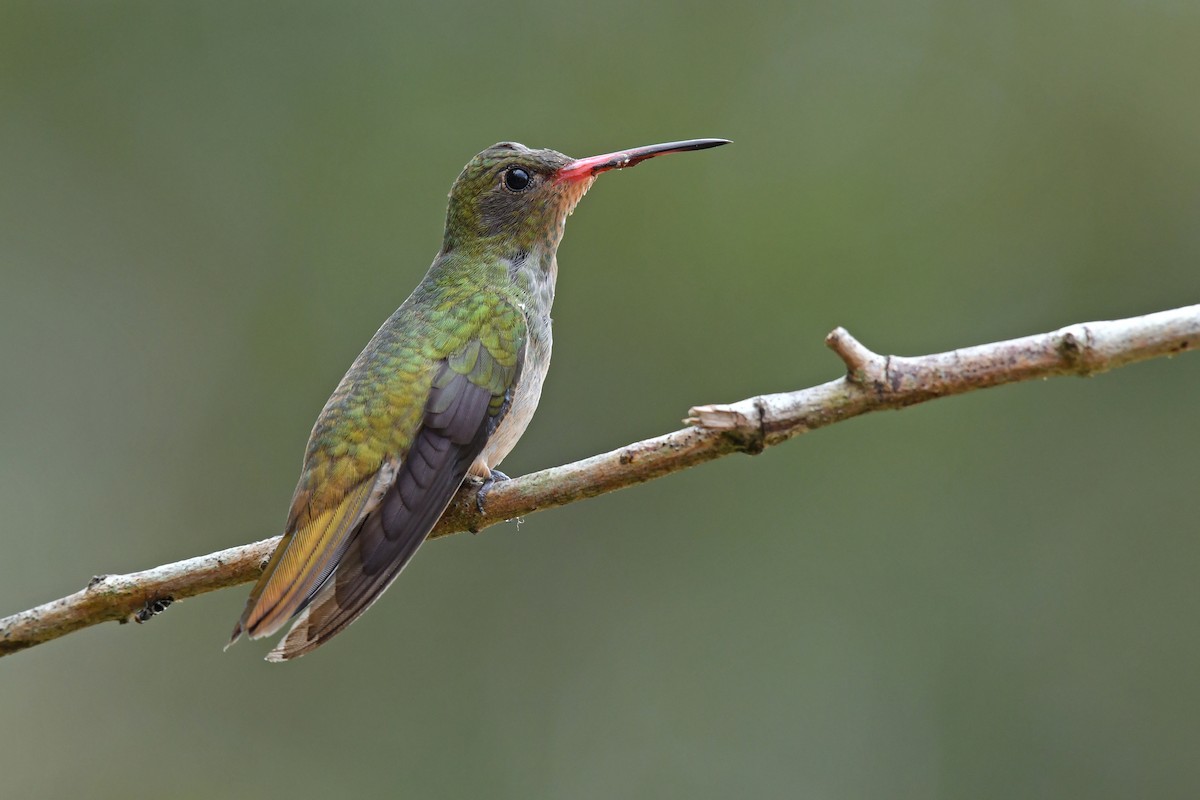 Gilded Hummingbird - Rudimar Cipriani