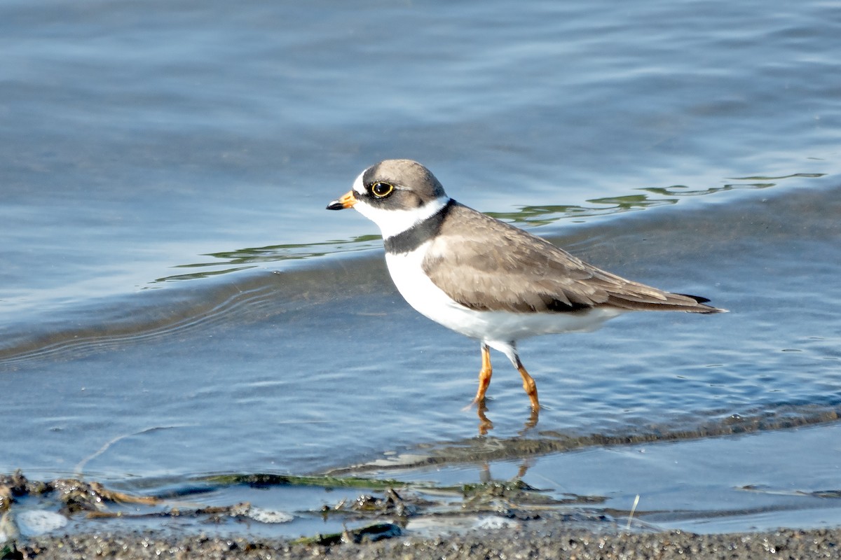 Semipalmated Plover - Peter Weber 🦉